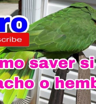 como saber si mi loro es hembra o macho