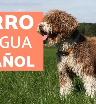 como saber si mi perro de agua es puro