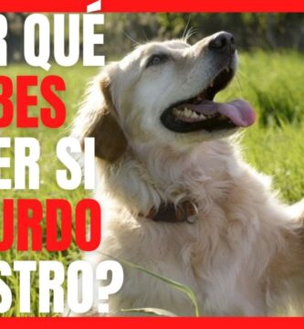 como saber si mi perro es zurdo o diestro