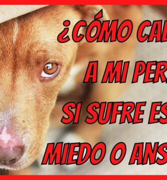 como saber si mi perro tiene ansiedad o estres