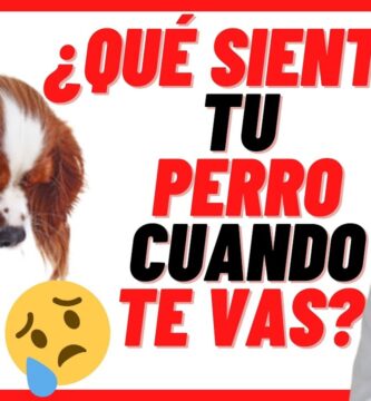 como saber si mi perro tiene ansiedad por separación