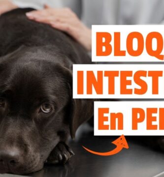 como saber si mi perro tiene el intestino perforado