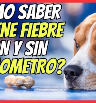 como saber si mi perro tiene fiebre con termómetro