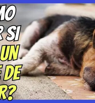 cómo saber si mi perro tiene un golpe de calor