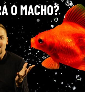 como saber si mi pez goldfish es hembra o macho