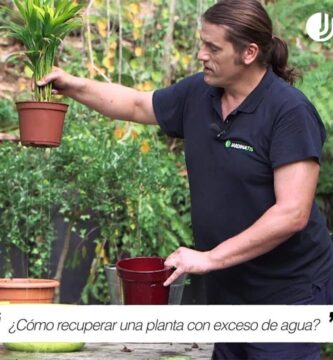 como saber si mi planta tiene exceso de agua