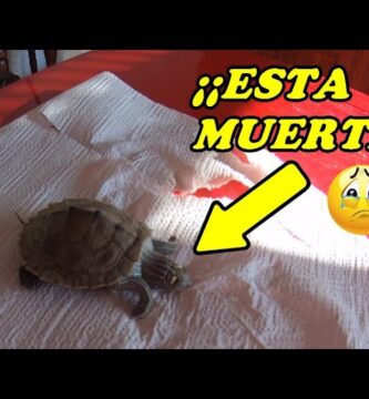 como saber si mi tortuga está muerta o hibernando