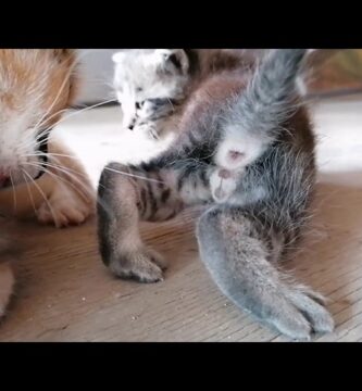 como saber si mis gatitos son macho o hembra