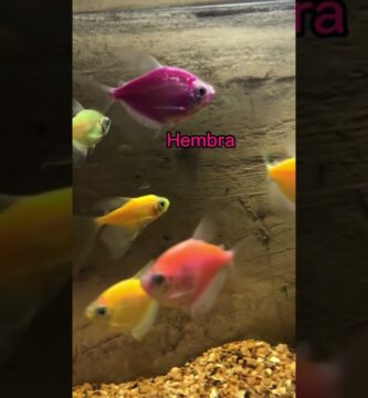 como saber si mis peces son hembras o machos