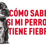 como saber si perro tiene fiebre