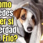 como saber si perro tiene frio