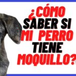 como saber si perro tiene moquillo