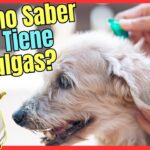 como saber si perro tiene pulgas