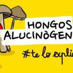 como saber si son hongos alucinogenos