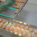 como saber si son huevos ecologicos