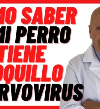 como saber si tu cachorro tiene parvovirus