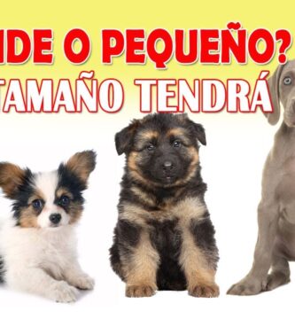 como saber si tu cachorro va a ser grande