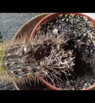 como saber si tu cactus esta muerto