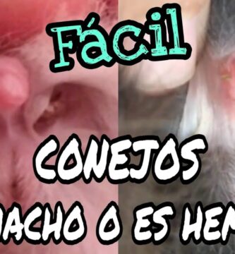 como saber si tu conejo es hembra o macho