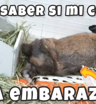 como saber si tu conejo esta embarazada