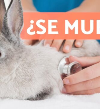 como saber si tu conejo se va a morir