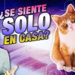 como saber si tu gato