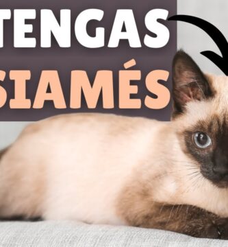 como saber si tu gato es siames