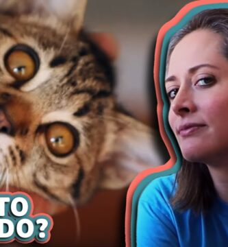 como saber si tu gato es sordo