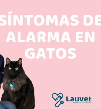 como saber si tu gato está enfermo
