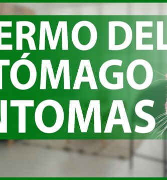 como saber si tu gato esta enfermo del estomago