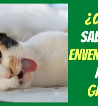 como saber si tu gato está envenenado