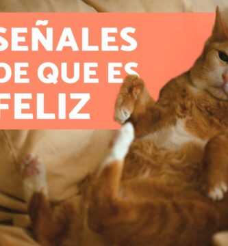 como saber si tu gato esta feliz