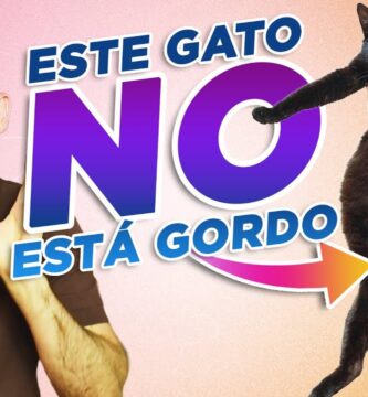 como saber si tu gato esta gordo