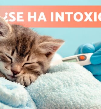 como saber si tu gato esta intoxicado
