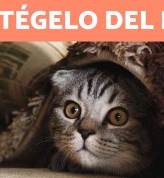 como saber si tu gato tiene frio