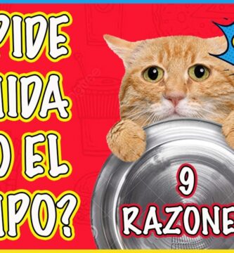 como saber si tu gato tiene hambre
