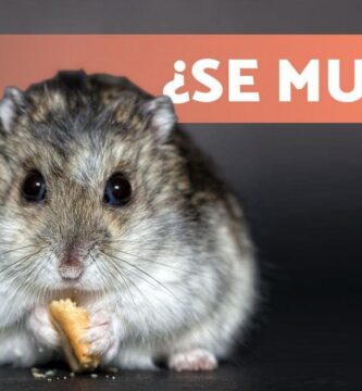 como saber si tu hamster esta muerto