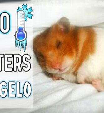 como saber si tu hamster tiene frio