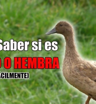 como saber si tu pato es hembra o macho