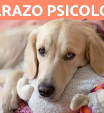 como saber si tu perra tiene un embarazo psicologico