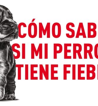 como saber si tu perrita tiene fiebre