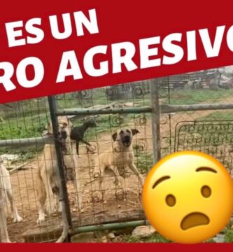 como saber si tu perro es agresivo