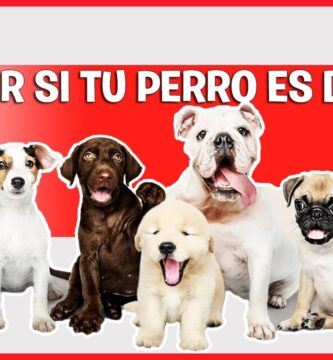 como saber si tu perro es de raza pura