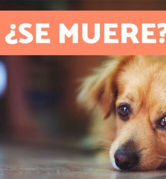 como saber si tu perro esta apunto de morir