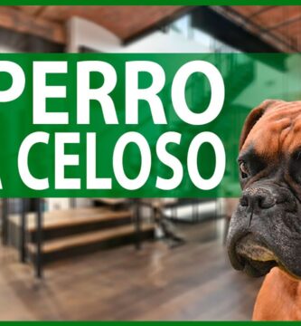 como saber si tu perro esta celoso