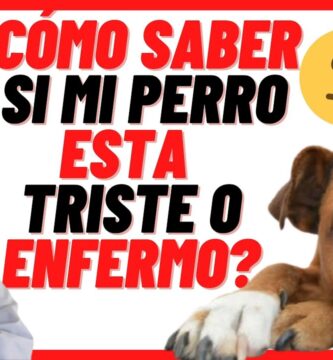 como saber si tu perro esta malo