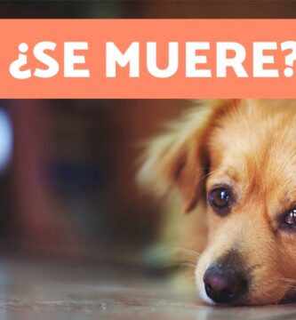 como saber si tu perro se muere