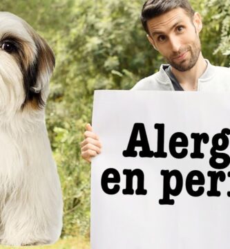 como saber si tu perro tiene alergia