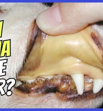 como saber si tu perro tiene anemia