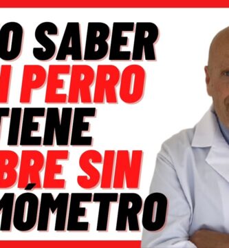 como saber si tu perro tiene fiebre sin termometro